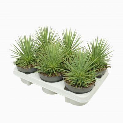 Agave stricta ´Nana´ P 13