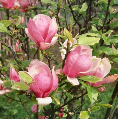 Magnolia soulangeana 'Lennei'