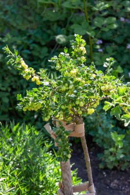 Angrešt bílý 'Rixanta'