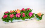 Primula vulgaris 'Girls Delight' - Obrázek 2
