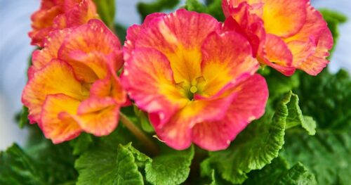 Primula vulgaris 'Girls Delight' - Obrázek 1