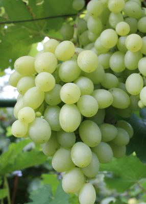 Vitis vinifera 'Galahad'-bílé