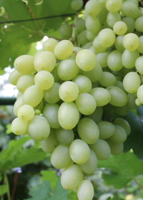 Vitis vinifera 'Galahad'-bílé - Obrázek 1