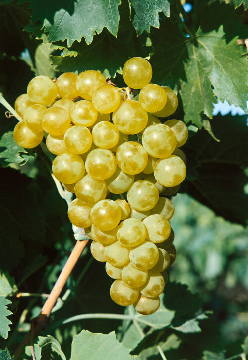 Vitis vinifera 'Anita' - bílé, bezsemenné - Obrázek 1