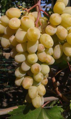 Vitis vinifera 'Alexa' - bílé