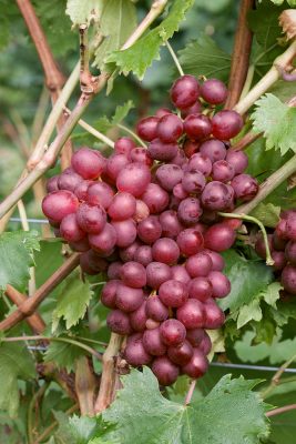 Vitis vinifera 'Vanessa' - růžové, BEZSEMENNÉ