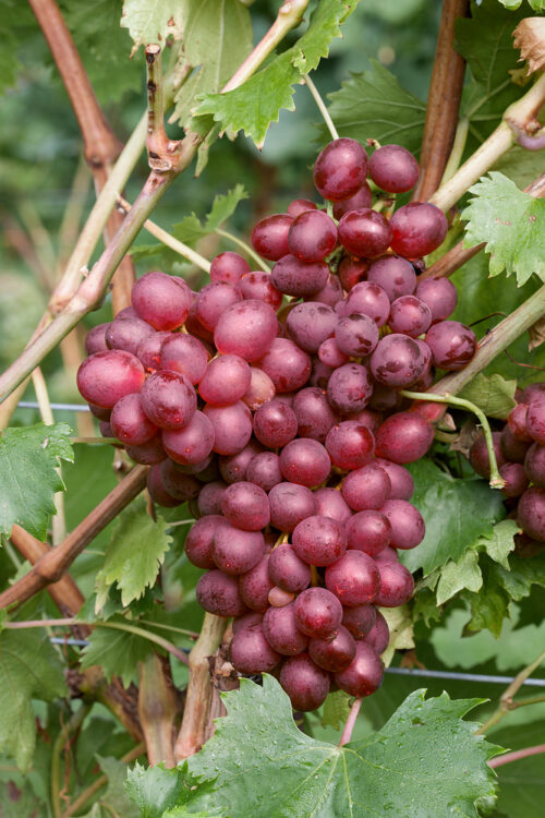 Vitis vinifera 'Vanessa' - růžové, BEZSEMENNÉ - Obrázek 1