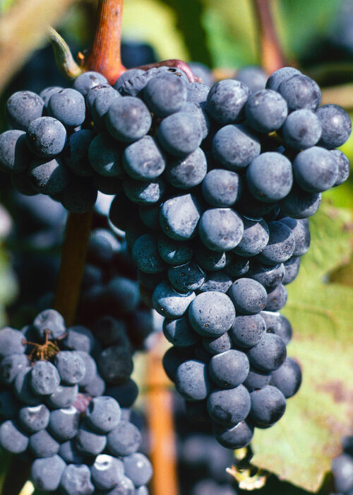 Vitis vinifera 'Agat Donskij' - modré - Obrázek 1