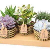 SUCCULENT ´Cancun´, P14 - keramika hnědá