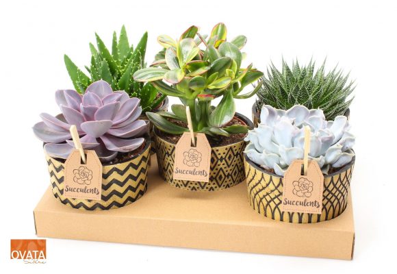 SUCCULENT ´Cancun´, P14 - keramika hnědá