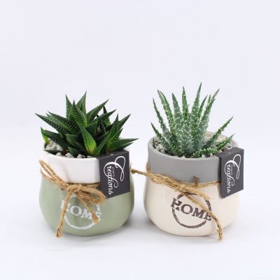 SUCCULENT Green Fundamental Keramika P 11