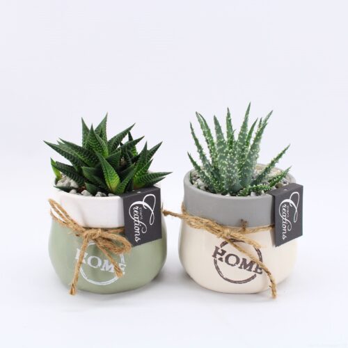 SUCCULENT Green Fundamental Keramika P 11 - Image 1