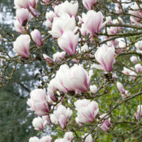 Magnolia soulangeana 'Superba'