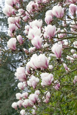 Magnolia soulangeana 'Superba'