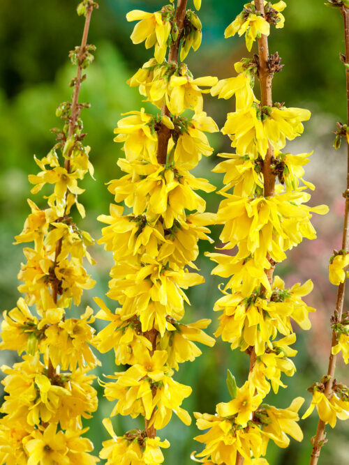 Forsythia intermedia 'Mikador'® - Obrázek 1