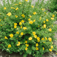 Potentilla fruticosa 'Kobold'