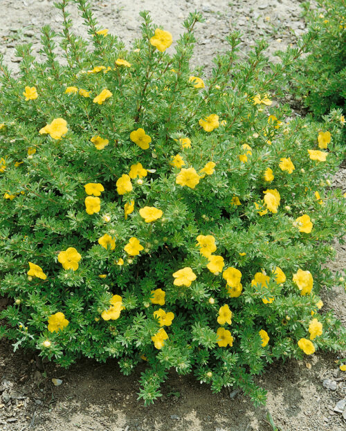 Potentilla fruticosa 'Kobold' - Obrázek 1