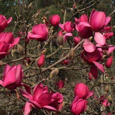 Magnolia 'Red as Red'