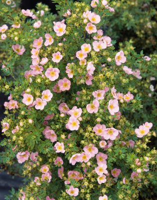Potentilla fruticosa 'Pink Queen'
