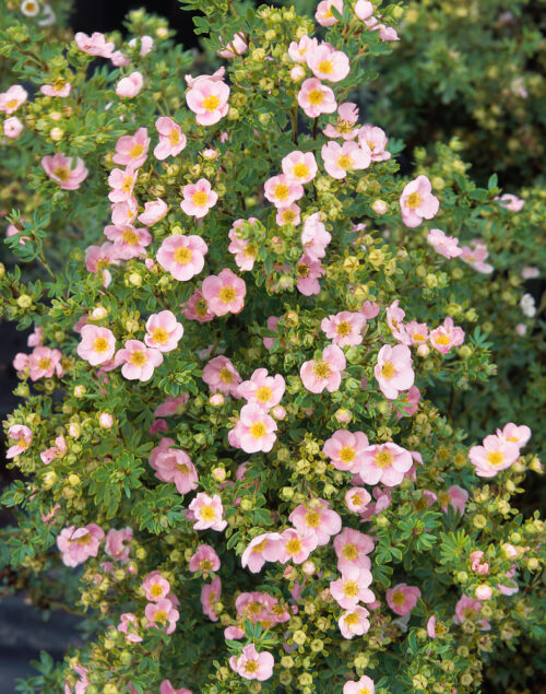 Potentilla fruticosa 'Pink Queen' - Obrázek 1
