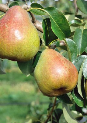 Hrušeň 'Děkanka Robertova'