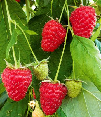 Rubus idaeus 'Enrosadira'®