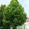 Tilia cordata - C10L 175-200 CM, vřeteno