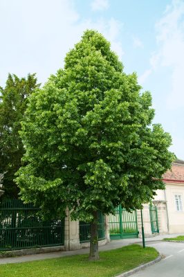Tilia cordata