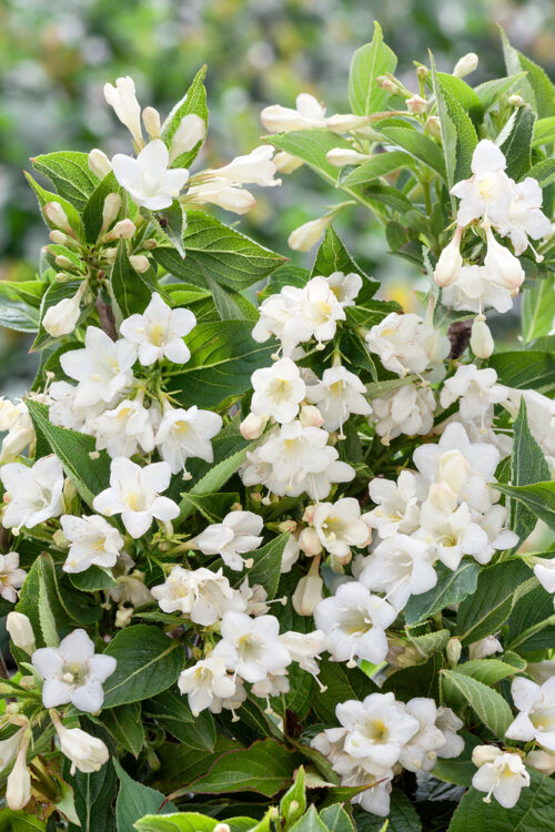 Weigela 'Candida' - Obrázek 1