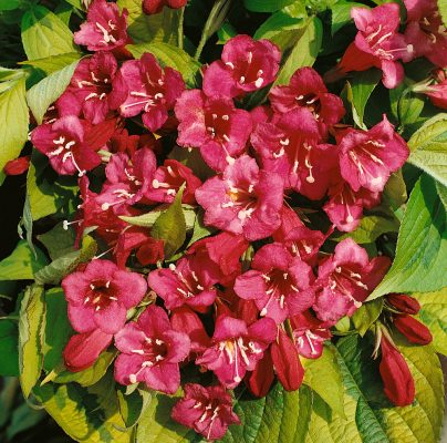 Weigela 'Olympiade'