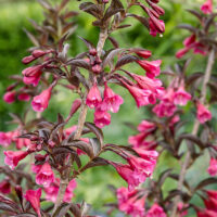 Weigela florida 'Big Love'®