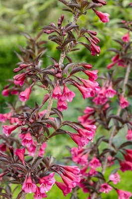 Weigela florida 'Big Love'®