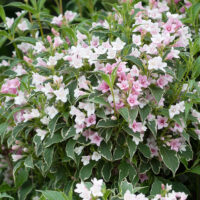 Weigela florida 'Suzanne'