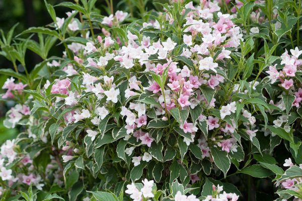 Weigela florida 'Suzanne'