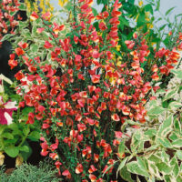 Cytisus 'Johnson´s Crimson'