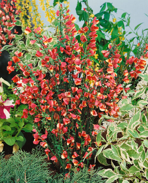 Cytisus 'Johnson´s Crimson' - Obrázek 1