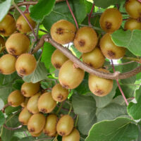 Actinidia deliciosa 'Hayward' - samičí