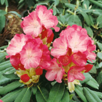 Rhododendron  (Yakushimanum) 'Fantastica'