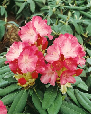 Rhododendron  (Yakushimanum) 'Fantastica'