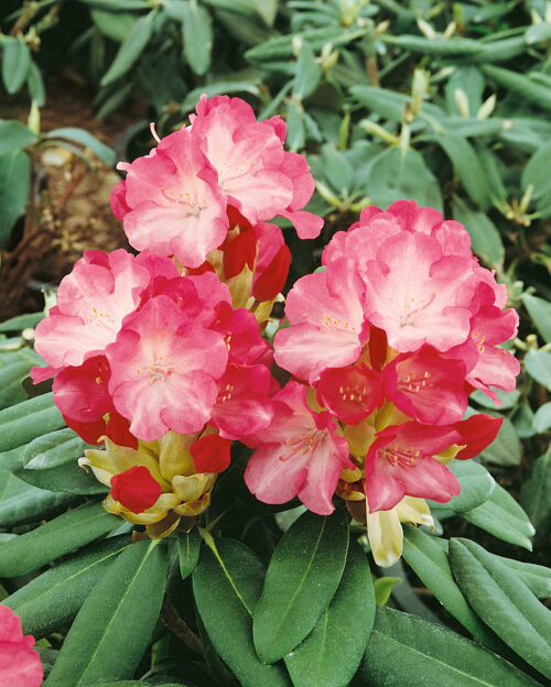 Rhododendron  (Yakushimanum) 'Fantastica' - Obrázek 1