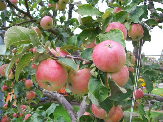 Jabloň 'Albrechtovo'