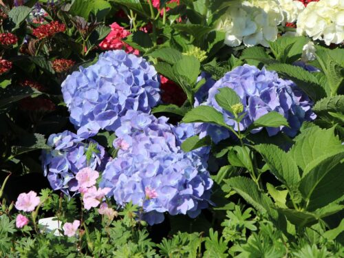 Hydrangea macrophylla 'Bodensee' - Obrázek 2