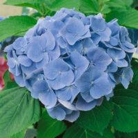 Hydrangea macrophylla 'Bodensee'