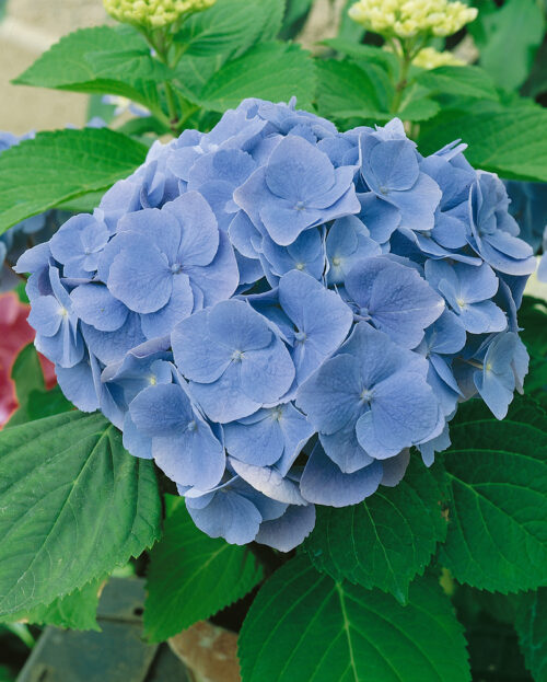 Hydrangea macrophylla 'Bodensee' - Obrázek 1