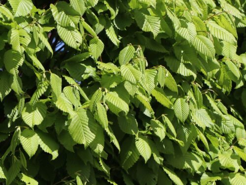 Carpinus betulus 'Lucas' - Obrázek 1