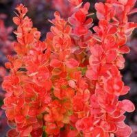 Berberis thunbergii 'Vulcano'®