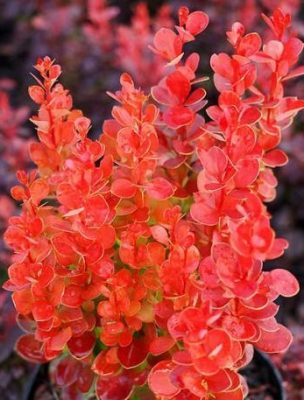 Berberis thunbergii 'Vulcano'®