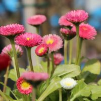 Bellis perennis