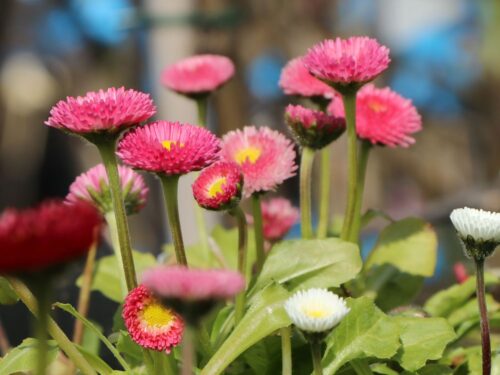 Bellis perennis - Obrázek 1