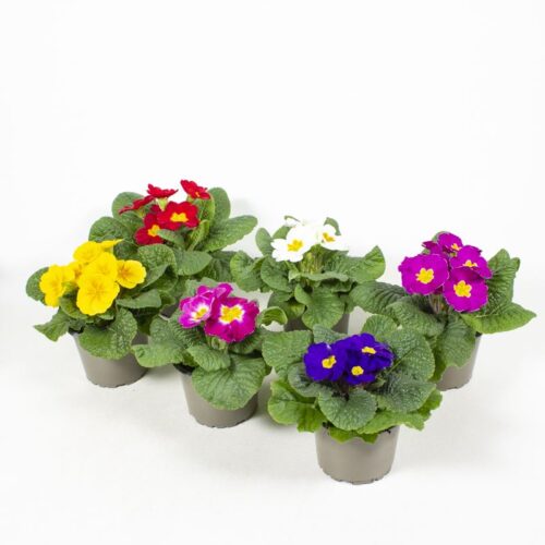 PRIMULA vulgaris, MIX,  P9 - Image 1